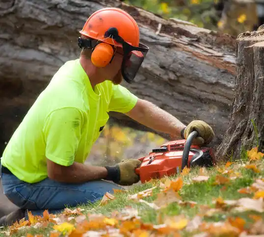 tree services Westphalia